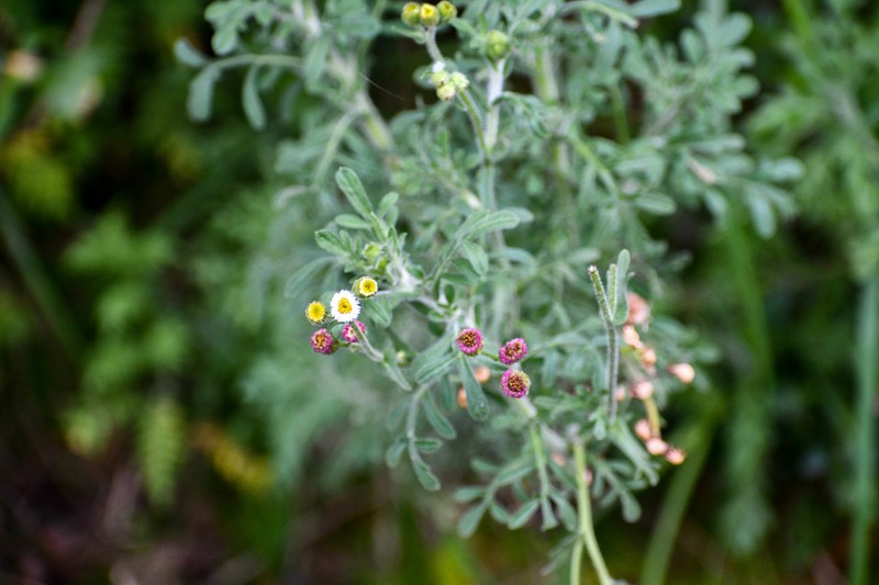 Erigeron apiculatus photo 5