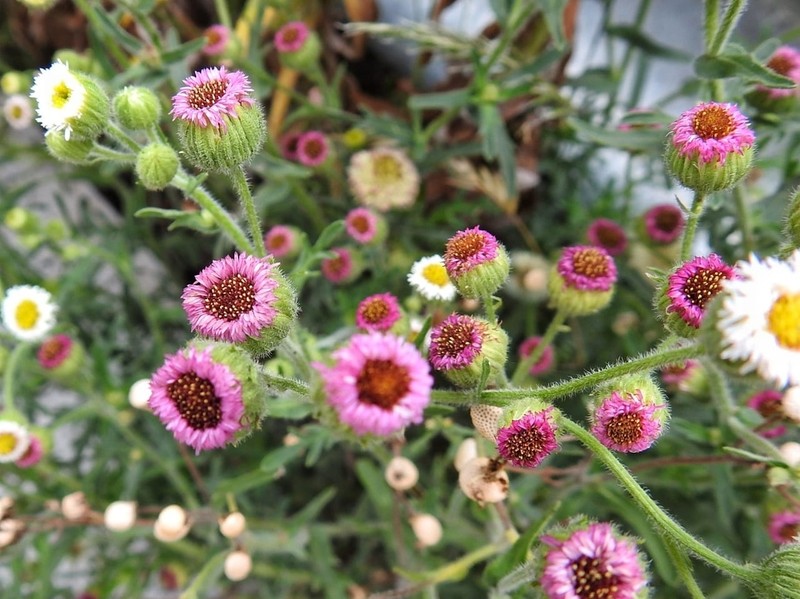 Erigeron apiculatus photo 6