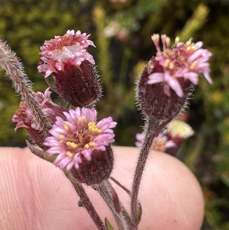 Erigeron apiculatus photo 7