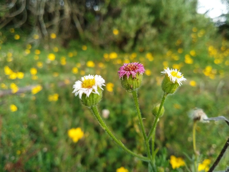 Erigeron apiculatus photo 8