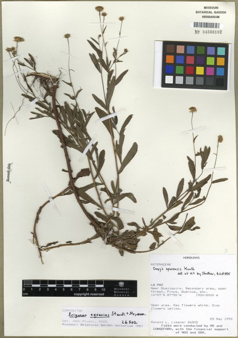 Erigeron aquarius