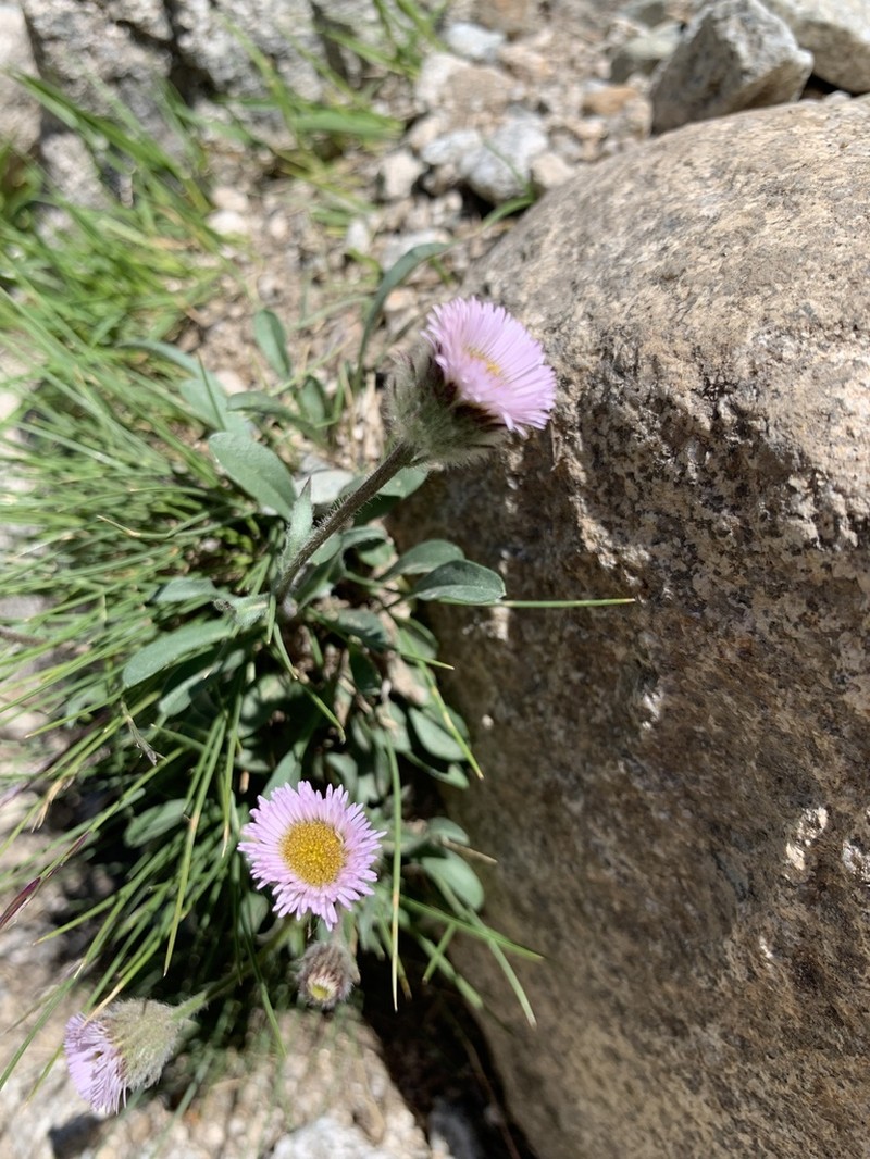 Erigeron aragonensis