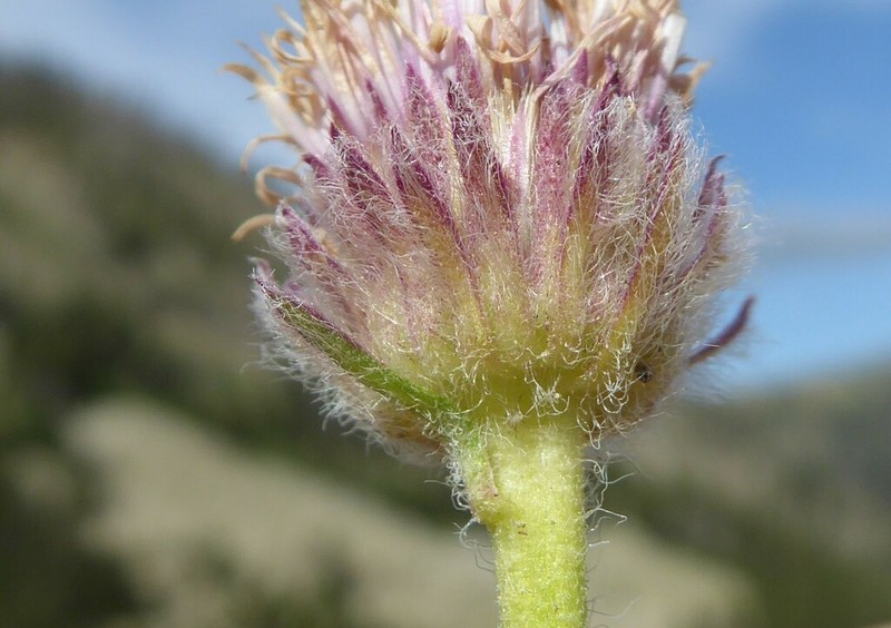 Erigeron aragonensis photo 2
