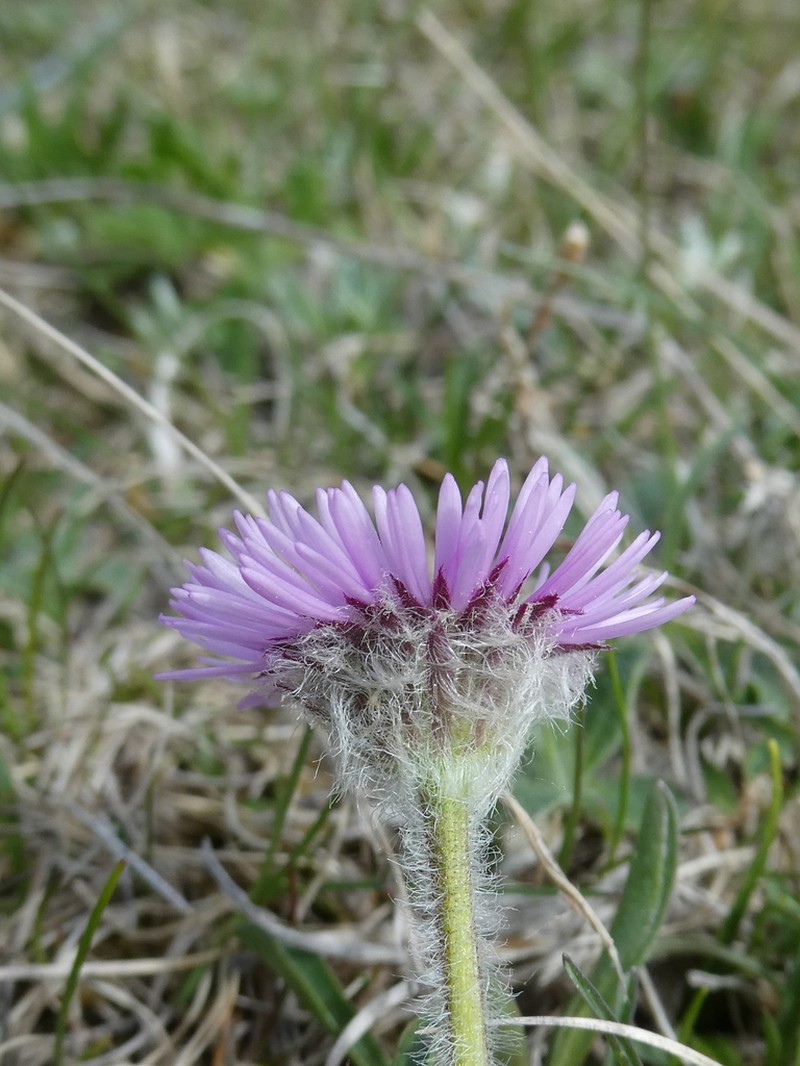 Erigeron aragonensis photo 3