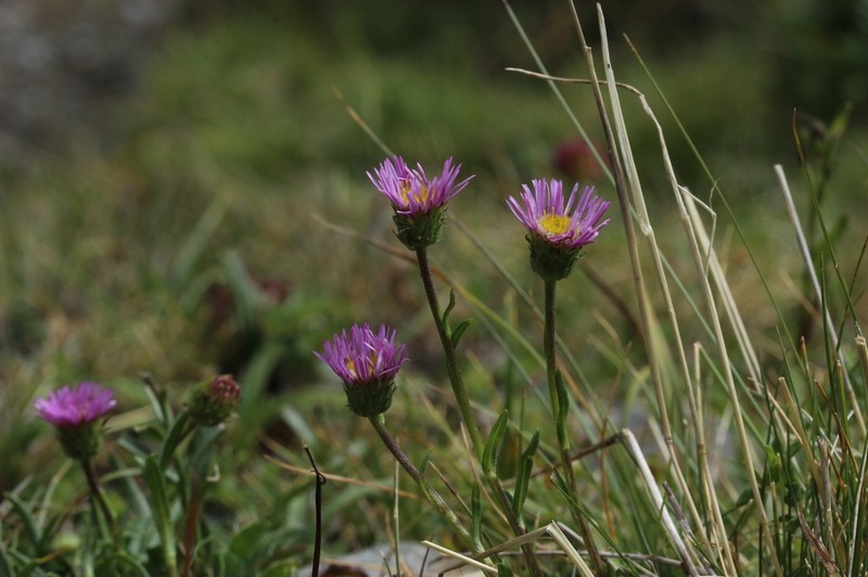 Erigeron aragonensis photo 4
