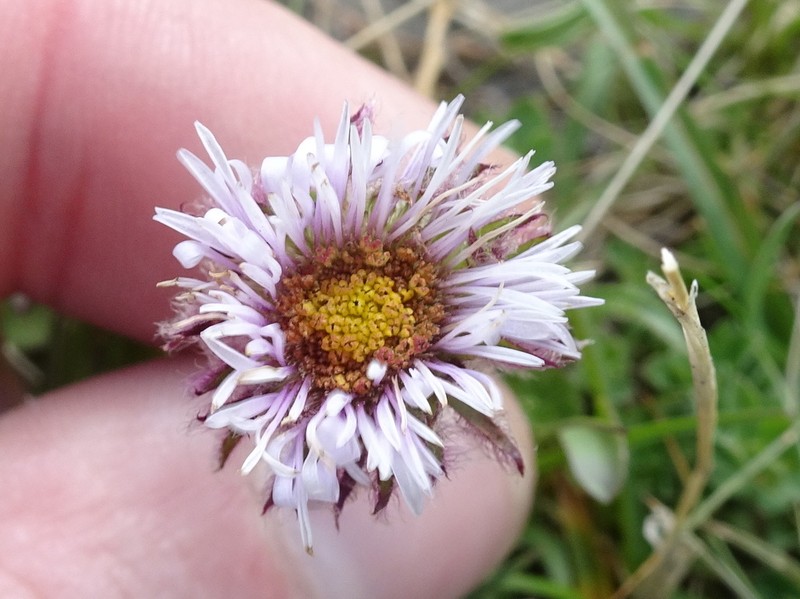Erigeron aragonensis photo 5
