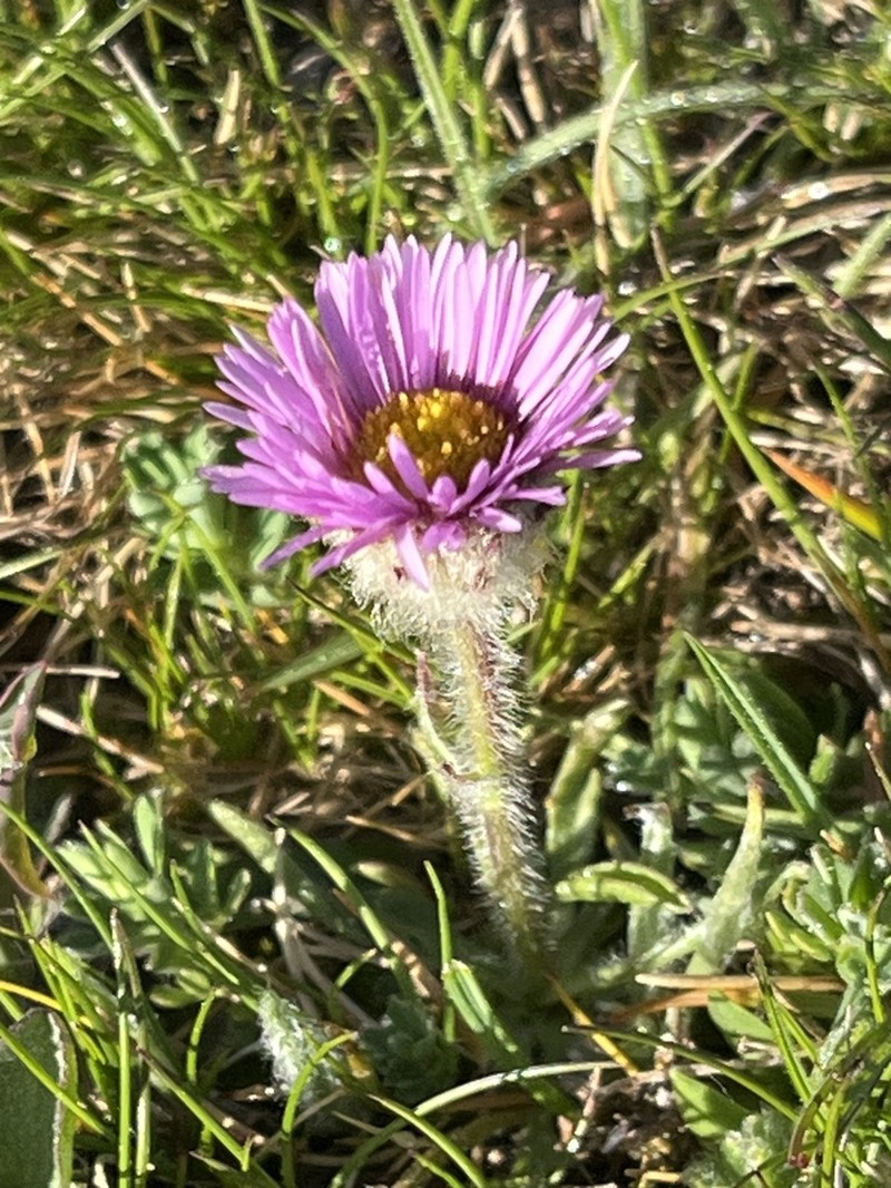 Erigeron aragonensis photo 6