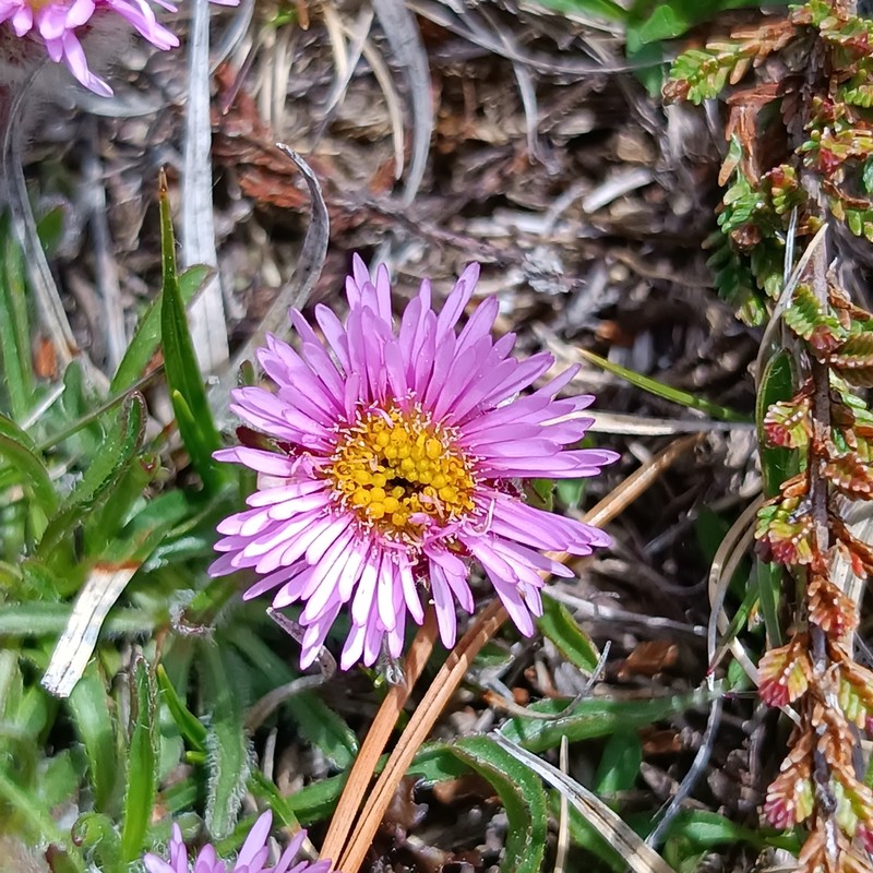 Erigeron aragonensis photo 7
