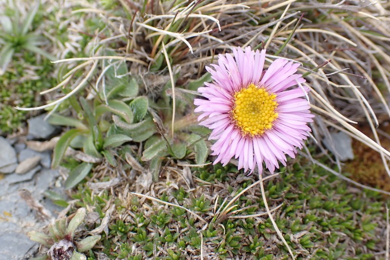 Erigeron aragonensis photo 8
