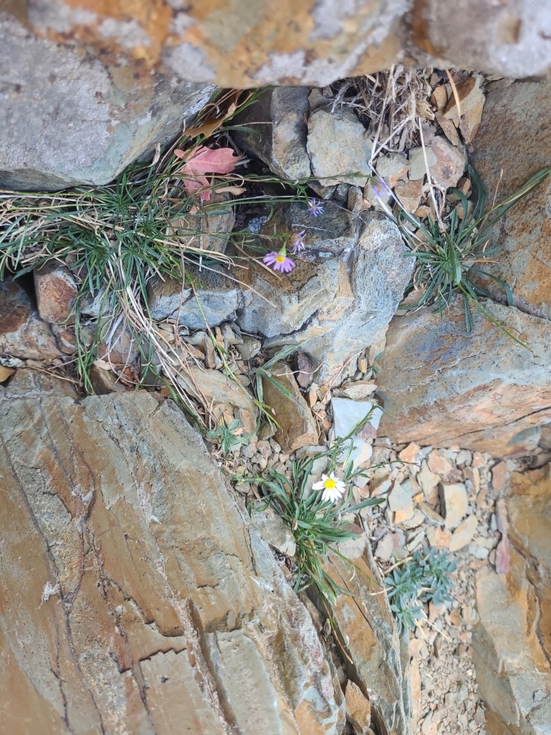 Sand Fleabane