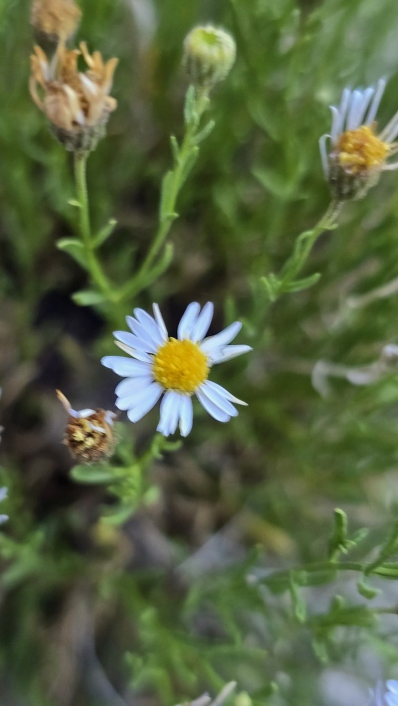 Sand Fleabane photo 2