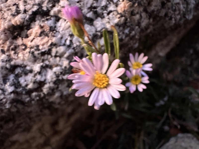 Sand Fleabane photo 3