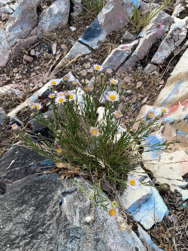 Sand Fleabane photo 4