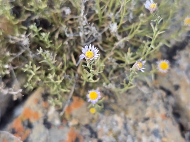 Sand Fleabane photo 5