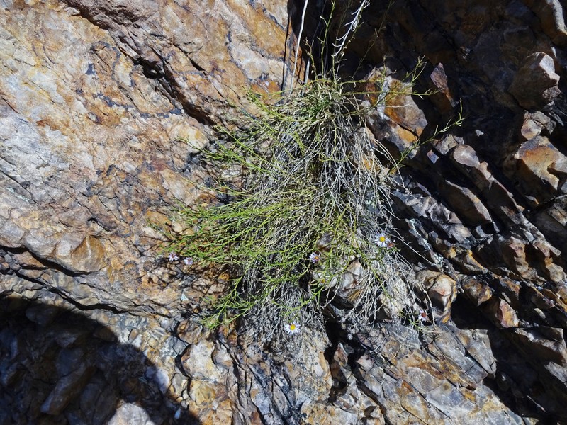Sand Fleabane photo 6