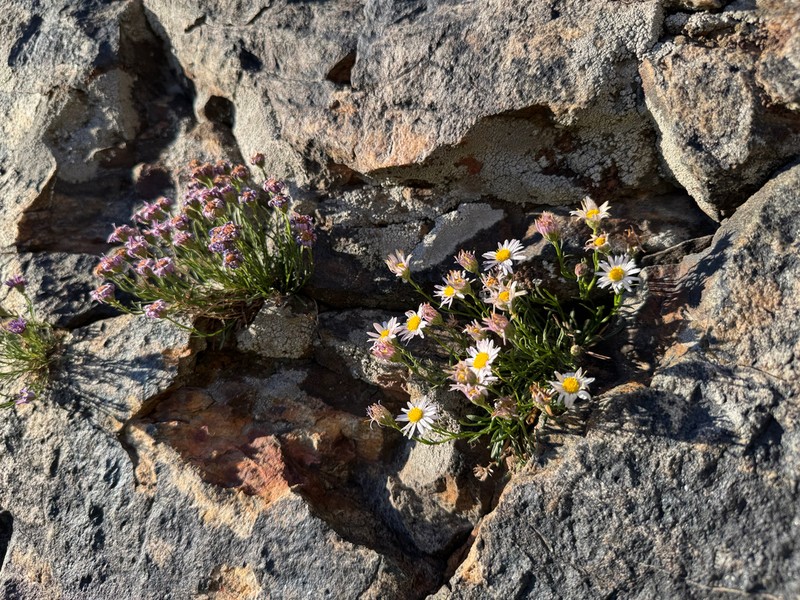 Sand Fleabane photo 7