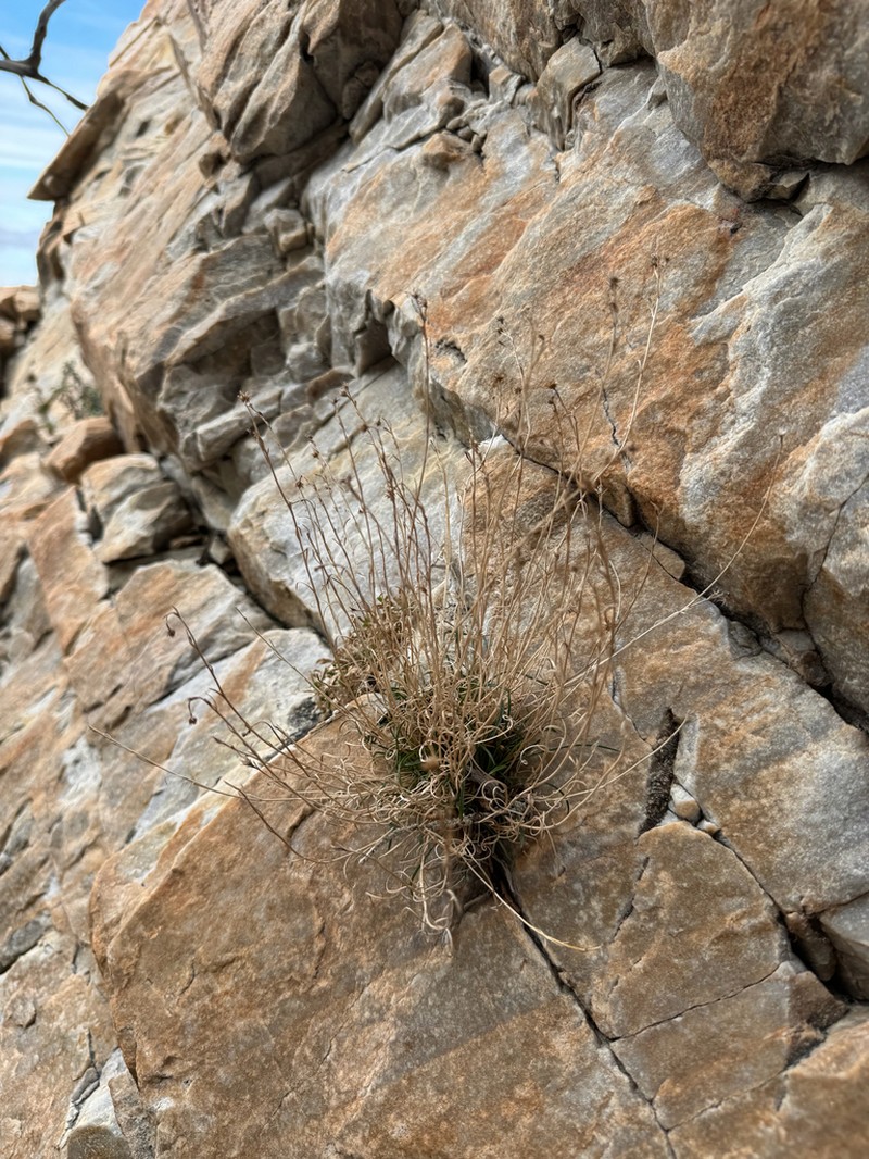 Sand Fleabane photo 8