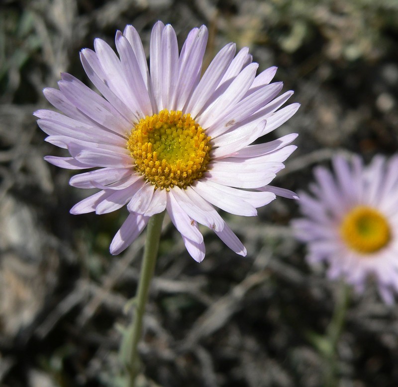 Silver Fleabane