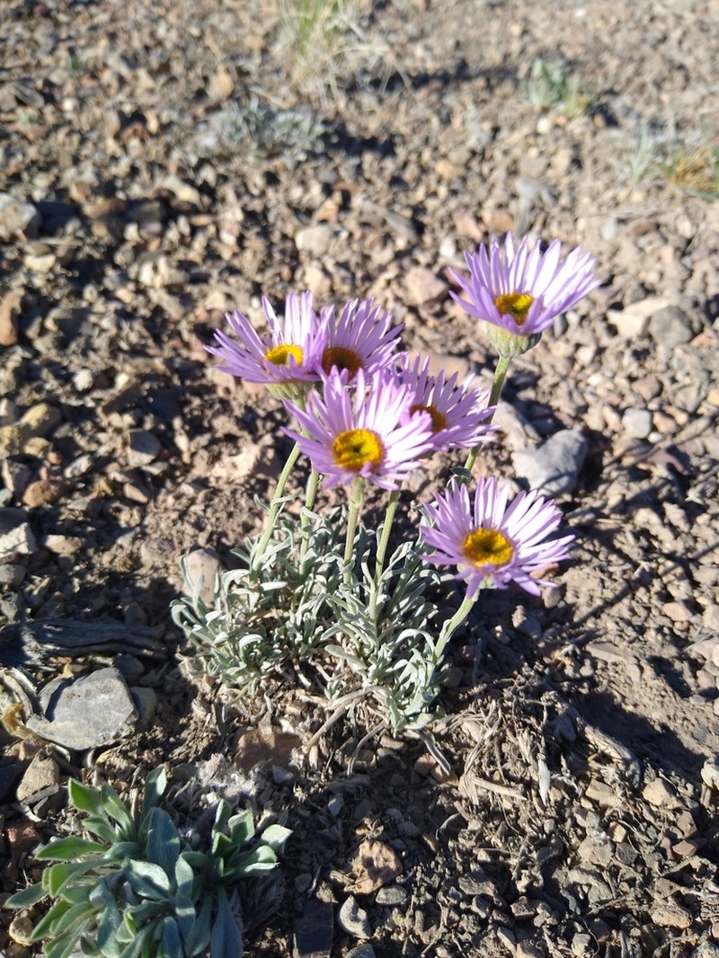 Silver Fleabane
