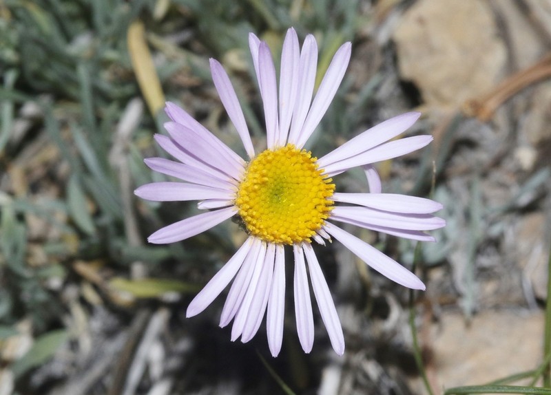 Silver Fleabane photo 2