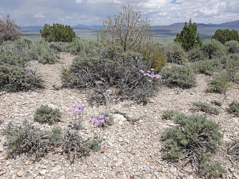 Silver Fleabane photo 3