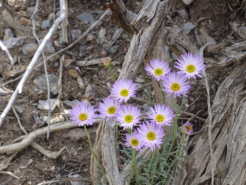 Silver Fleabane photo 4