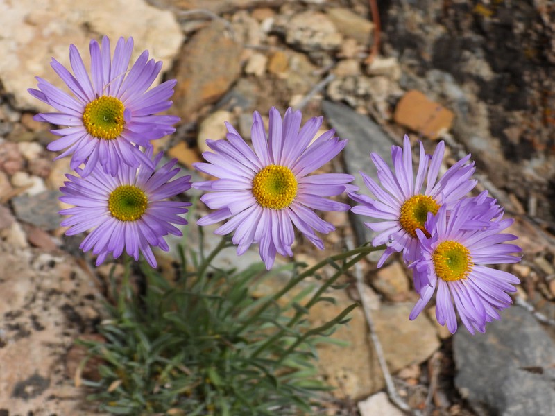 Silver Fleabane photo 5