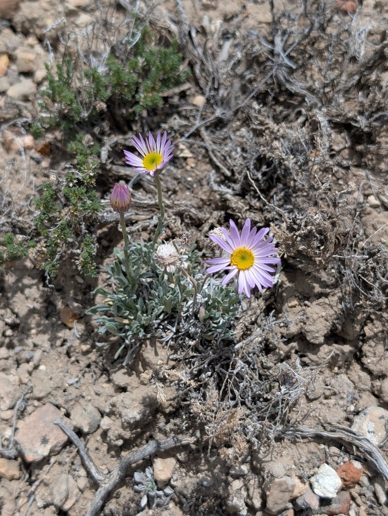 Silver Fleabane photo 6