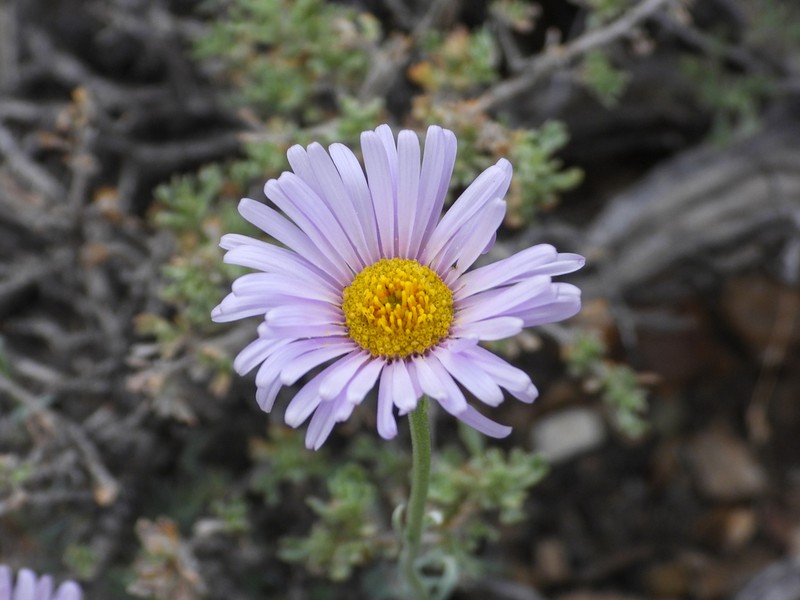 Silver Fleabane photo 7