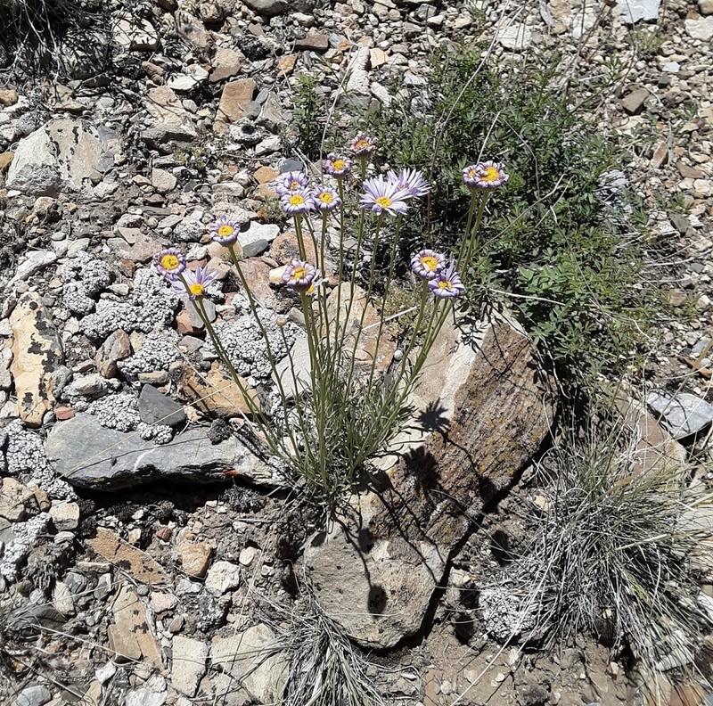 Silver Fleabane photo 8