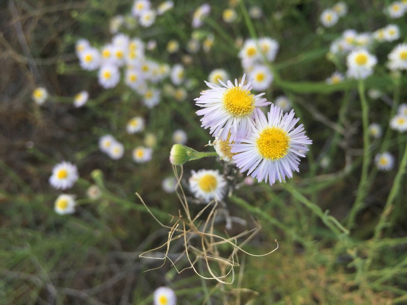 Arid Throne Fleabane