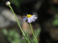 Arid Throne Fleabane