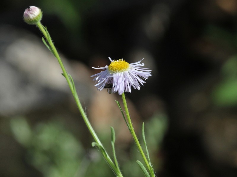 Arid Throne Fleabane