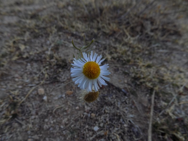Arid Throne Fleabane photo 2