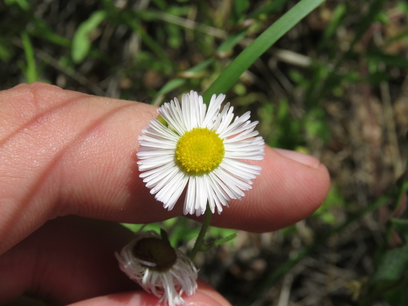 Arid Throne Fleabane photo 4
