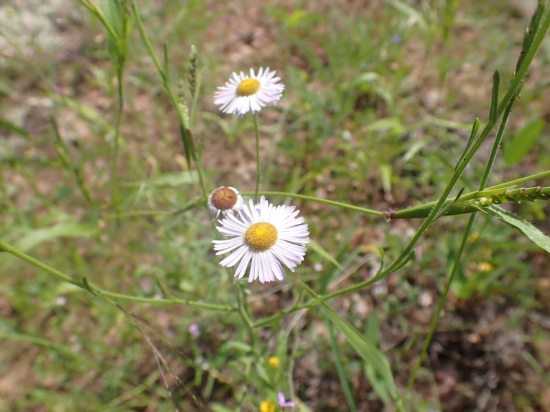 Arid Throne Fleabane photo 6