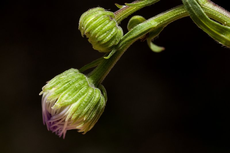 Arizona Fleabane