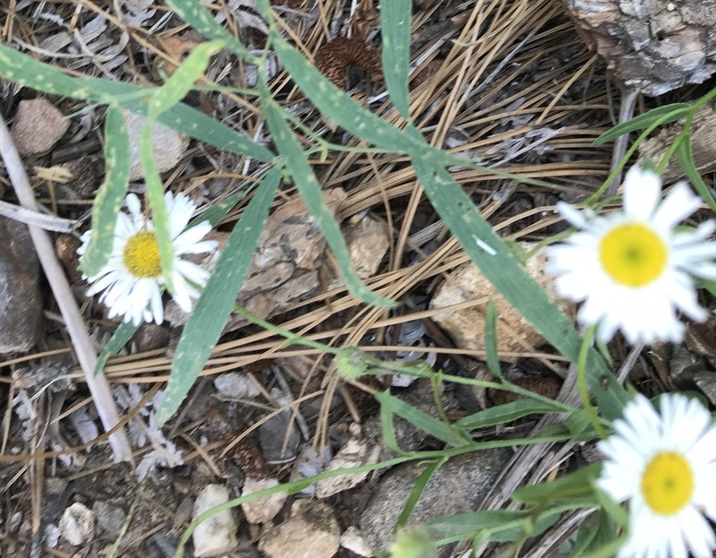 Arizona Fleabane