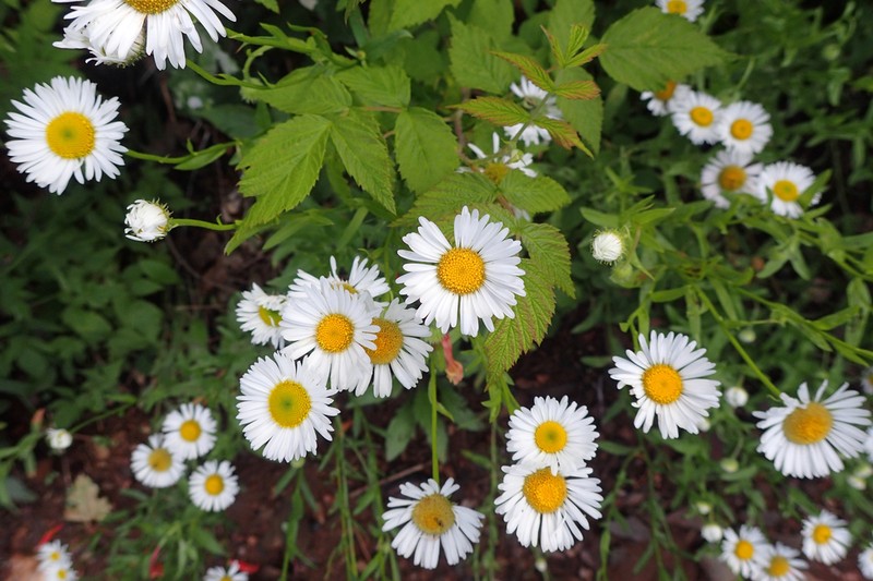 Arizona Fleabane photo 2