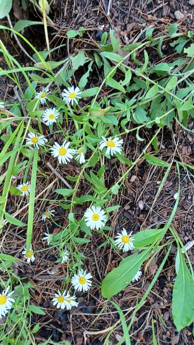 Arizona Fleabane photo 3
