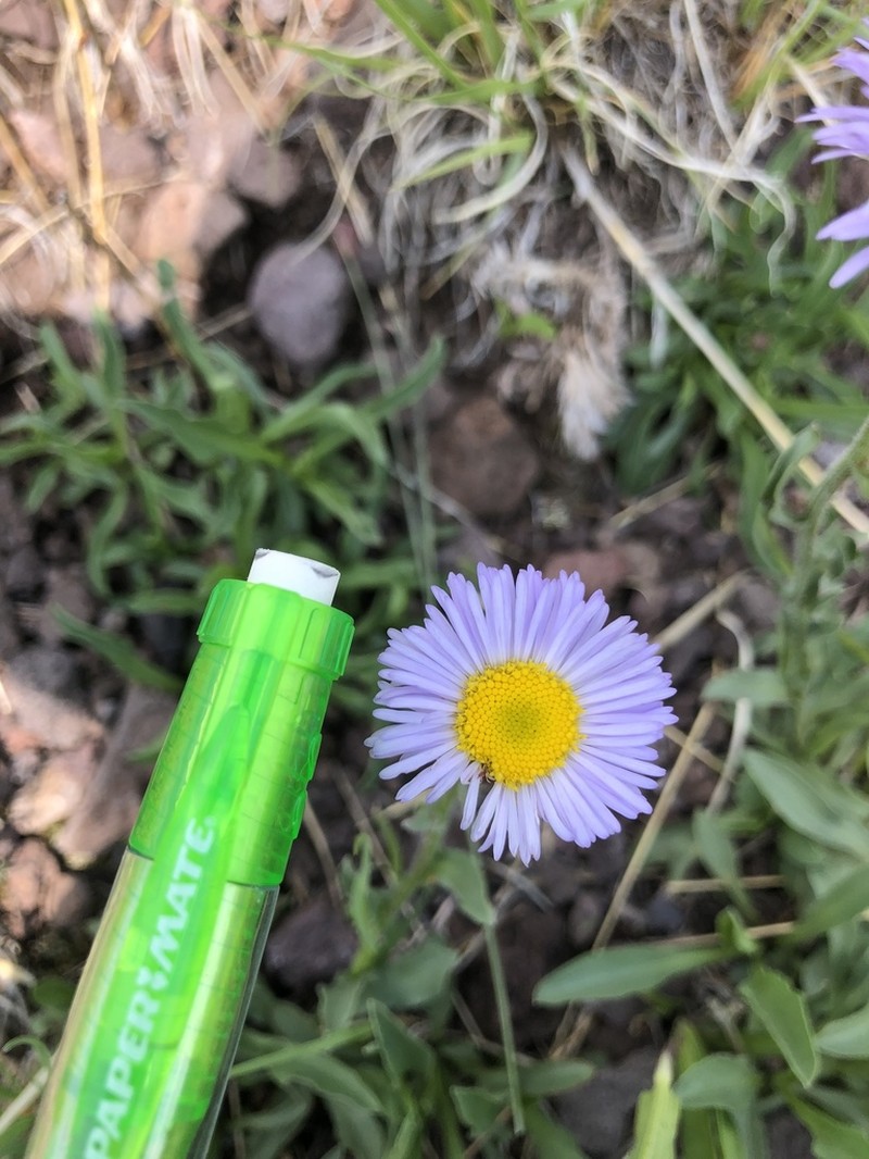 Arizona Fleabane photo 4