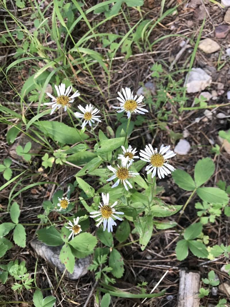 Arizona Fleabane photo 5