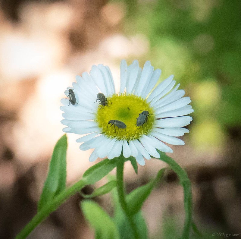 Arizona Fleabane photo 6