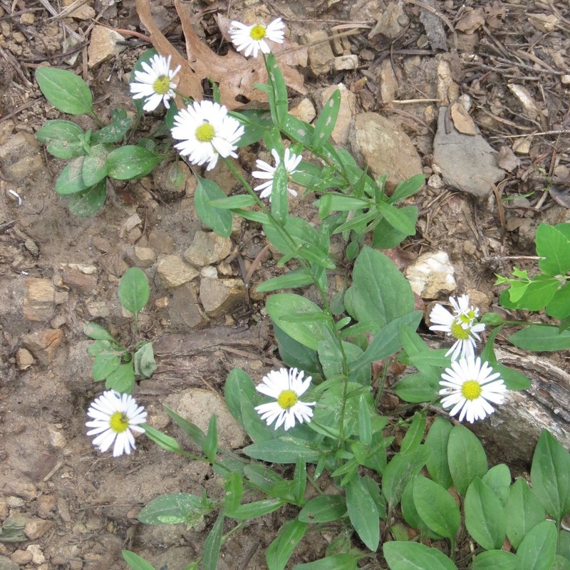 Arizona Fleabane photo 7