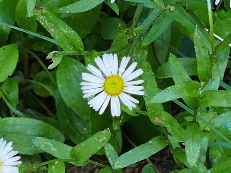 Arizona Fleabane photo 8