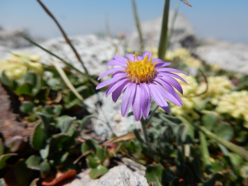 Idaho Fleabane