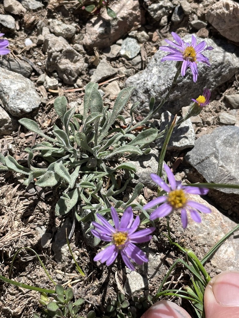 Idaho Fleabane photo 3