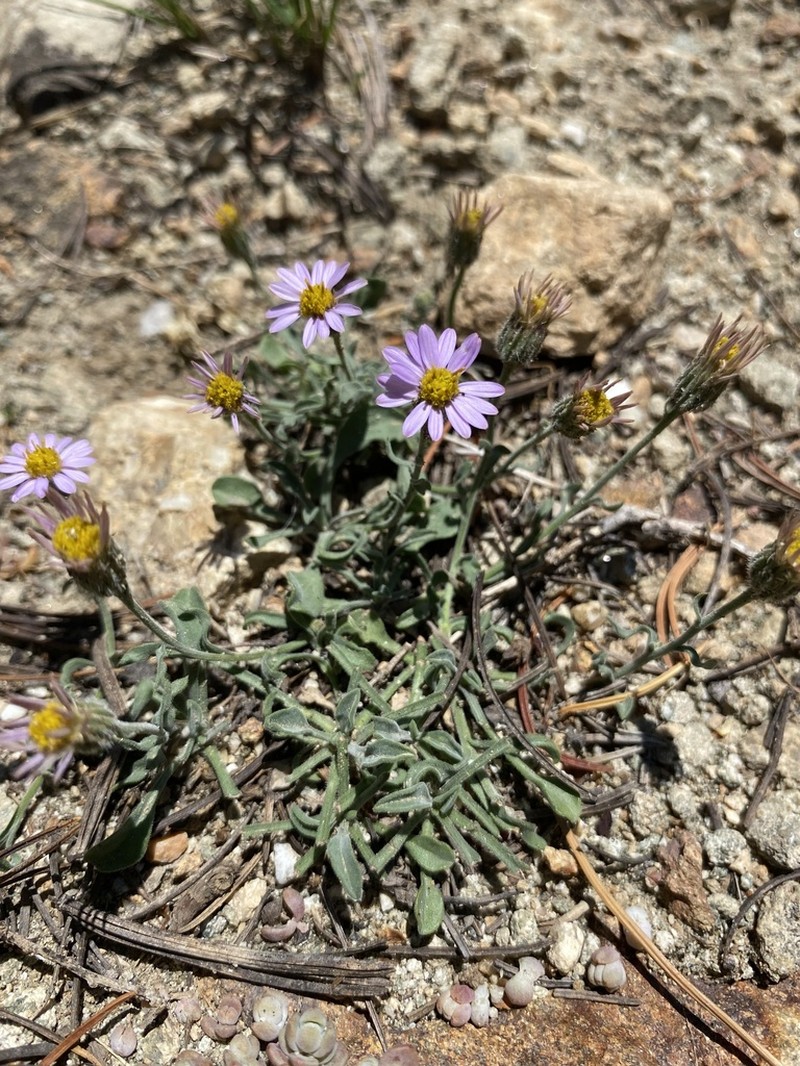 Idaho Fleabane photo 4
