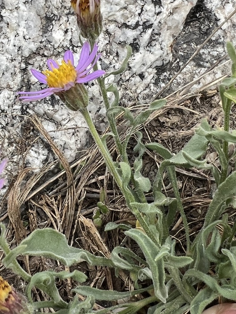 Idaho Fleabane photo 5