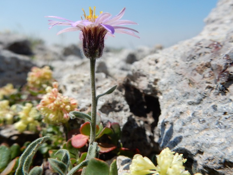 Idaho Fleabane photo 6